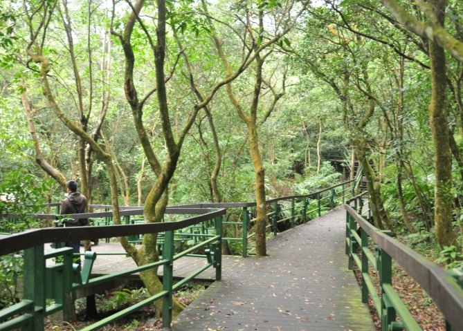 大崙頭山森林步道